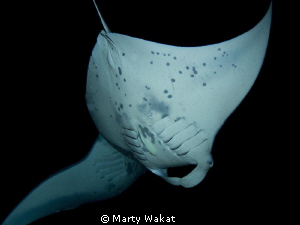 Kona Manta Ray Night Dive by Marty Wakat 